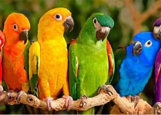 Пъстри, пъстри като есента