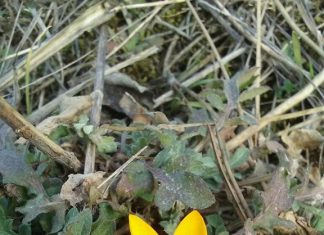 И минзухари цъфнаха през февруари