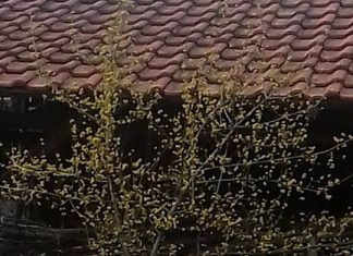 Дрянът – едно от свещените дървета за българите