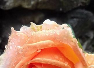 За красотата и чудодейната сила на росата