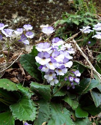 За уникалното родопско „възкръсващо цвете“ на Орфей