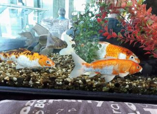 Легенди за златните рибки и изпълнените желания