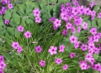 Да се посмеем с най-нетрадиционните и странни имена в Пазарджик и областта