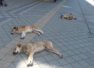 Кучешки сънища в центъра на Пазарджик