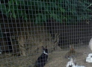 За бегълците и новородените в зоокъта в Пазарджик