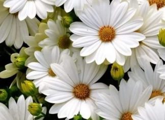Маргаритката – цветето на Богородица