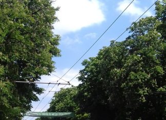 На булевард „България“ в Пазарджик: И растат в суматохата кестени вече 20 хиляди дни