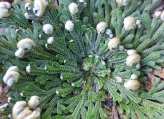 За възкръсващото цвете, или как след векове една роза отново оживява