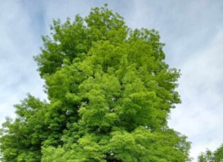 За вековния ясен в местността „Гергьова черква“ край село Семчиново